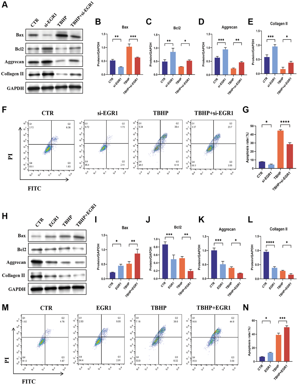 EGR1 regulates apoptosis and ECM synthesis in NPCs. (A) NPCs were transfected with 25 nM CTR siRNA or EGR1 siRNA-1 for 24 hours and then treated with 50 μM TBHP for 24 hours before protein extraction. The protein expression of Bax, Bcl-2, aggrecan, and collagen II was determined by western blotting. (B–E) Quantitative analysis of Bax, Bcl-2, aggrecan, and collagen II protein levels. (F) Representative flow cytometry images showing that EGR1 siRNA protected NPCs from TBHP-induced apoptosis. (G) Quantitative analysis of the NPC apoptosis rate. (H) NPCs were transfected with 5 μg of the EGR1 expression plasmid or the corresponding control vector. After 48 hours, the cells were treated with 50 μM TBHP for 24 hours. Total cellular proteins were extracted, and the expression of Bax, Bcl-2, aggrecan, and collagen II was determined by western blotting. (I–L) Quantitative analysis of Bax, Bcl-2, aggrecan, and collagen II protein levels. (M) Representative flow cytometry images showing that EGR1 overexpression increases TBHP-induced apoptosis in NPCs. (N) Quantitative analysis of the NPC apoptosis rate. The data are expressed as the mean ± SD (n = 3). *p **p ***p ****p 