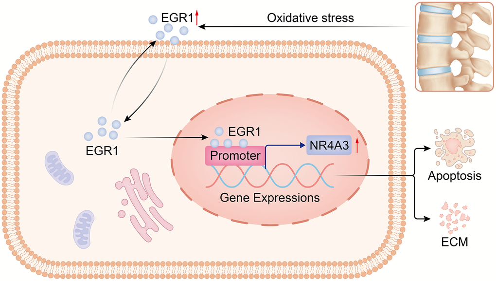 Diagram of the molecular mechanism by which EGR1 regulates NR4A3 in IVDD. By regulating NR4A3, EGR1 accelerates NPC apoptosis and impairs extracellular matrix anabolism, thereby promoting the progression of IVDD.