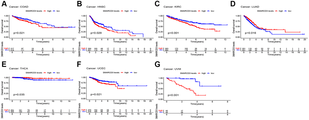 KM survival curves based on overall survival in 7 cancers. (A) COAD; (B) HNSC; (C) KIRC; (D) LUAD; (E) THCA; (F) UCFC; (G) UVM.