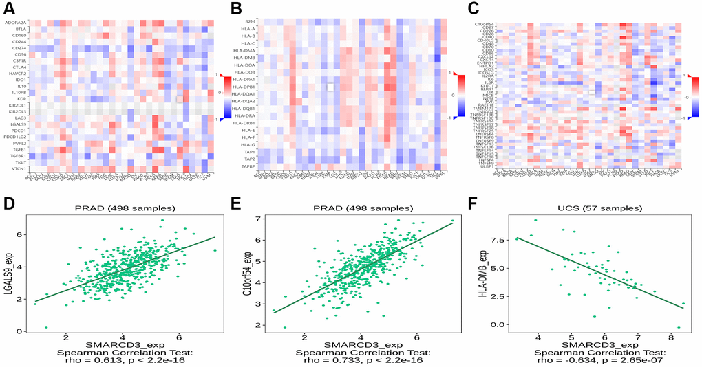 Correlation analysis between SMARCD3 and immune-related genes. (A) Correlation heat map of SMARCD3 and Immunoinhibitor; (B) Correlation heat map of SMARCD3 and Immunostimulator; (C) Correlation heat map of SMARCD3 and MHC; (D) Correlation map of SMARCD3 and LGALS9 in PRAD; (E) Correlation map of SMARCD3 and C10or54 in PRAD; (F) Correlation map of SMARCD3 and HLA-DMB in UCS.