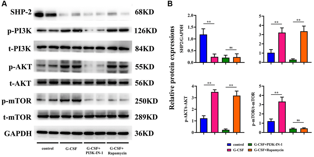 Elucidation of SHP2 and PI3K/AKT/mTOR pathway proteinic levels in macrophages across experimental cohorts via western blotting techniques. (A) Protein bands representing SHP-2, phosphorylated PI3K, total PI3K, phosphorylated AKT, total AKT, phosphorylated mTOR, and total mTOR. (B) Comparative proteinic expression levels of SHP-2, the ratio of phosphorylated to total PI3K, the ratio of phosphorylated to total AKT, and the ratio of phosphorylated to total mTOR. P-value is less than 0.05; P-value is greater than 0.05.