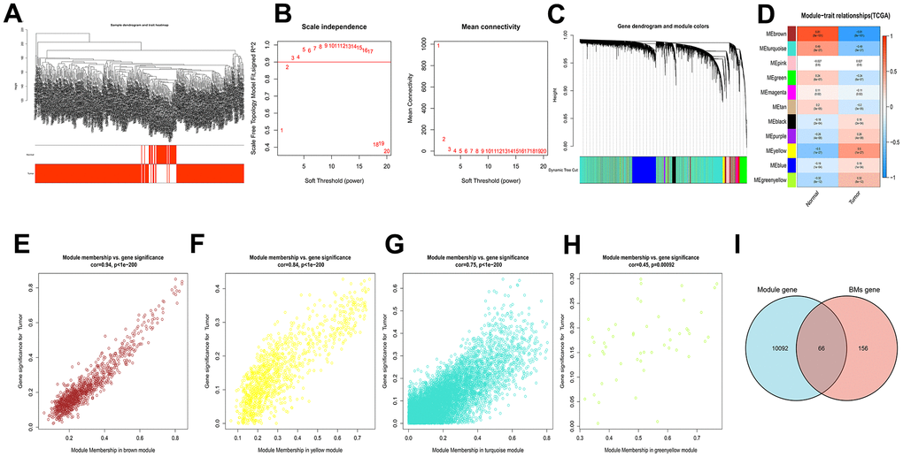 WGCNA analysis results of 10158 genes of HCC. (A) Clustering dendrogram of HCC samples. (B) The scale–free fit index for soft–thresholding powers. (C) A dendrogram of the differentially expressed genes clustering based on different metrics. (D) A heatmap showing the correlation between the gene module and associated traits. (E–H) Scatter plots of module eigengenes in brown, yellow, turquoise and greenyellow modules. (I) Venn diagram showed the intersection of genes of HCC and BMGs.