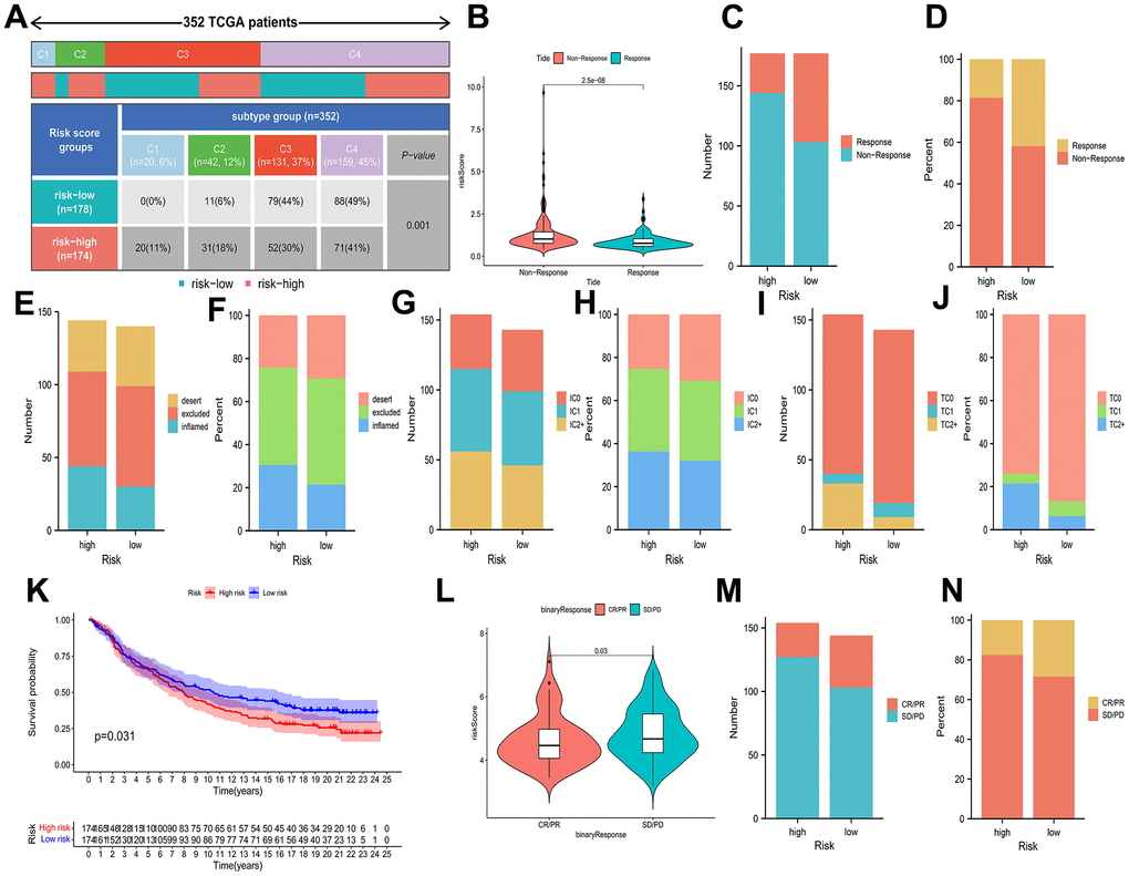 Associations of prognostic risk model and HCC immunotherapy. (A) A comparison of immune subtypes between different risk categories. (B) A comparison of risk scores between two response categories. (C–J) Stacked bar plot of rates of response, inflammatory immune subtypes, tumor-infiltrating immune cells, and PD-L1-expressing tumor tissue samples. (K) Kaplan-Meier curves of different risk categories. (L) A comparison of risk scores between the CR/PR category and stable disease (SD)/progressive disease (PD) category. (M, N) Stacked bar plot of CR/PR and SD/PD.