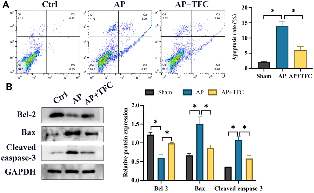 The augmentation of cell apoptosis and the upregulation of inflammatory factors in vitro were effectively attenuated by TFC. (A) Cell apoptosis was assessed using flow cytometry; (B) Proteins associated with apoptosis were quantified through Western blot analysis. * indicates p