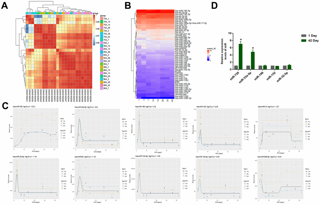 (A) Correlation Heatmap of samples (GSE114990). (B) Heatmap of miRNA expression (GSE114990) (The abscissa represents days of storage). (C) The top 10 miRNAs that changed significantly with storage time were miR-720, miR-33a-5p, miR-198, miR-152, miR414, miR-32-5p, miR442, miR-144-3p, miR-142-5p, miR-590-5p. (D) The qRT–PCR to examine the top five miRNAs using qRT-PCR of the RBC samples we collected from the donors. All data are means ± SD; n = 3 (*P).