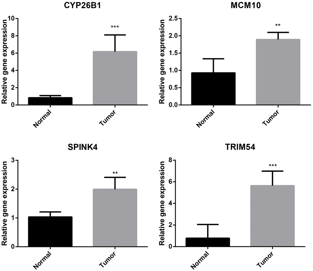 Validation of CYP26B1, MCM10, SPINK4, and TRIM54 through prognostic analysis and RT-qPCR.