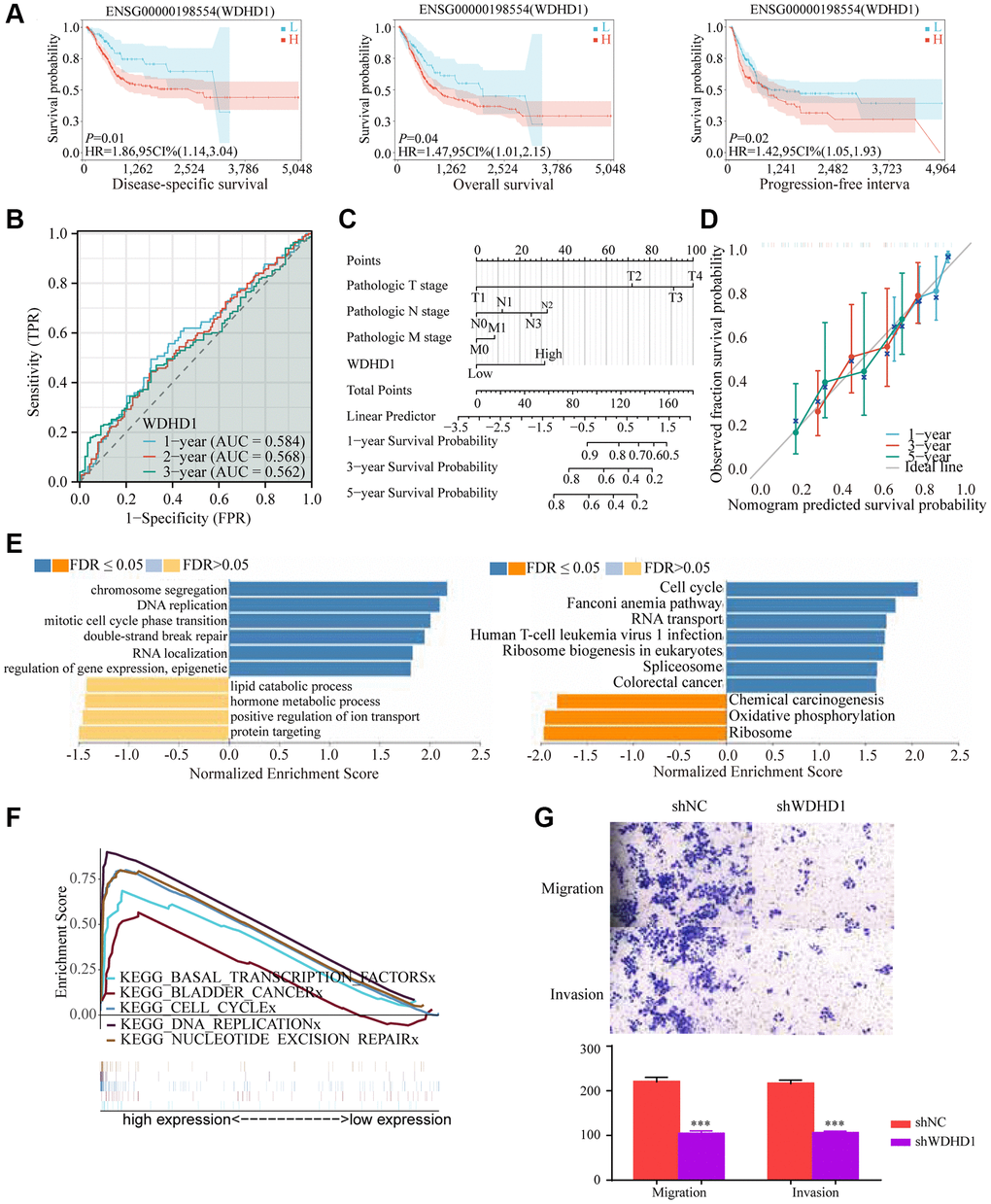 Prognostic value and functional analysis of WDHD1 in BLCA. (A) Prognostic modeling assays. (B) Time-dependent ROC analysis curves for 1-, 3-, and 5-year OS characteristics of WDHD1 (C, D) Nomogram and ROC curves for predicting the 1-, 3-, and 5-year OS of BLCA patients in the entire cohort. (E) GO and KEGG of WDHD1. (F) GSEA analysis of the correlation between DEGs of WDHD1 and function pathways. (G) Invasion and migration assay, knockdown of WDHD1 expression reduces invasion and migration ability.