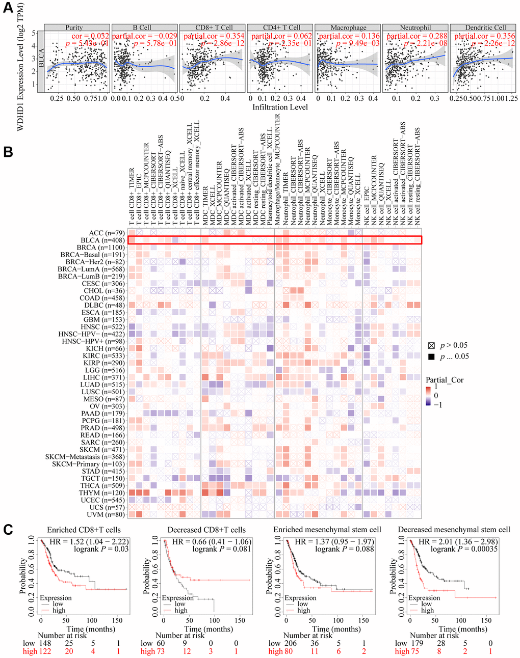 Landscape of immune infiltration and survival in BLCA. (A) Correlation of WDHD1 expression in BLCA with tumor purity and infiltration of different immune cells. (B) Correlation of WDHD1 expression with different subtypes and different algorithms of immune cell infiltration. (C) Prognosis of BLCA patients with WDHD1 expression in high/low infiltration of CD8+ T cells and MSCs.