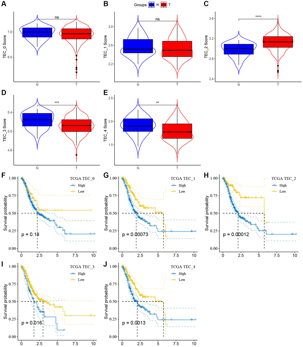 The associations between the five TEC cluster and prognosis of GC patients. (A–E) Comparison of five TEC scores in cancer and normal tissues, **P ***P ****P F–J) K-M curves of the high and low TEC score groups in the TEC