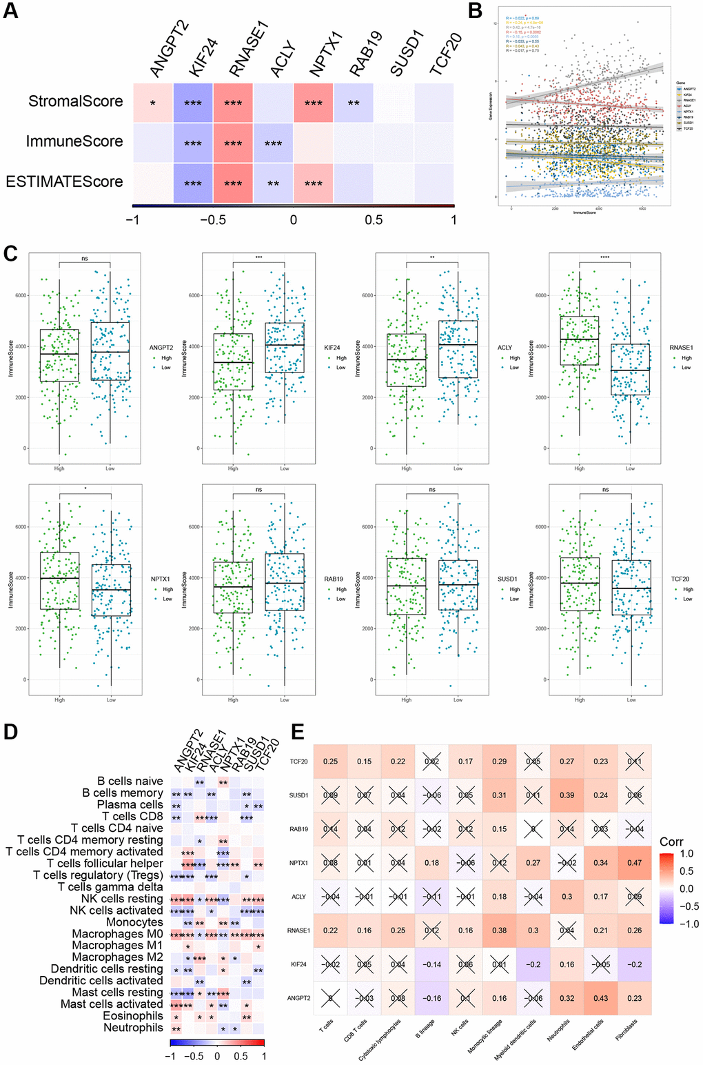 The relationship between the risk genes and immune landscape. (A, B) The correlation matrix of the risk genes and StromalScore, ImmuneScore, and ESTIMATEScore. (C) Comparison of high and low expression of 8 key genes and ImmuneScore. (D) Correlation between 8 key genes and immune cell score predicted by CIBERSORT analysis. (E) Correlation between 8 key genes and 10 immune cell types predicted by MCPcounter analysis. *P **P ***P ****P 