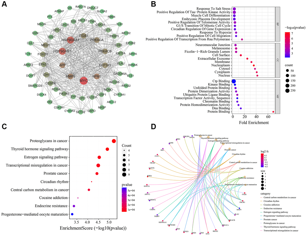 Bioinformatics analysis of 75 MDD-related CRGs. (A) PPI network of 75 MDD-related CRGs. Nodes represent targets and edges represent interactions. (B) Bubble chart of GO enrichment results. (C) Bubble chart of KEGG pathway enrichment results. (D) Enrichment plot of targets in pathways.