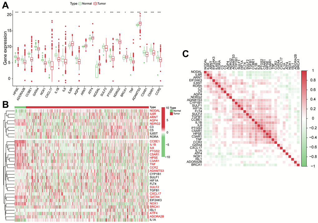 The genomic characterization of VPRGs. (A) Boxplot for differentially expressed VPRGs. (B) Heatmap for differentially expressed VPRGs; genes with red color are significantly differently expressed between normal liver tissues and HCC tissues. (C) Correlation plot for VPRGs; red and green squares indicate positive and inverse correlation respectively. ***p p p 