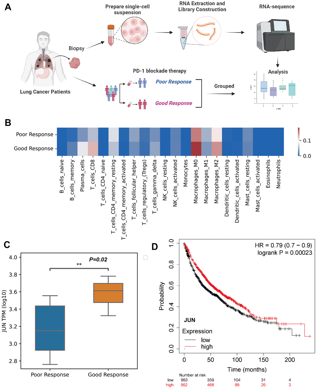 Validation of JUN expression in the CD8 lymphocytes as an indicative biomarker of sensitivity to PD-1 blockade in lung adenocarcinoma. (A) Schematic showing the RNA-seq validation of procedures used for JUN gene (created using BioRender.com). (B) Heat map of immune cell fractions in the microenvironment of lung cancer patients (n=17, LUAD: 3 patients, LUSC: 14 patients). (C) Box and whisker plot showing the JUN expression level of poor or good response for PD-1 blockade therapy in lung cancer patients using RNA sequence (TPM; Log10; good response: n = 8; poor response: n = 9; P=0.02) with non-parametric Wilcoxon test. (D) Kaplan-Meier plotter showing the probability of JUN in lung cancer patients (Logrank test, P=0.00023).