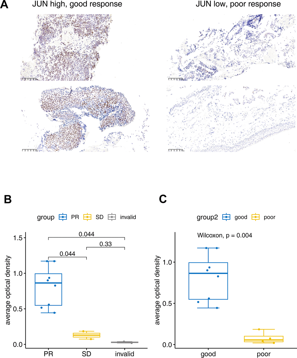 Immunohistochemical verification of JUN expression. (A) The JUN expression in good and poor response patients for PD1 treatment. (B, C) Bar plot for the average optical density of immunohistochemical imaging. PR: Partial response (sample number=8), SD: Stable disease (sample number=2), invalid (sample number=2). Good: (sample number=8), poor: (sample number=4). The test was performed with non-parametric Wilcoxon test.