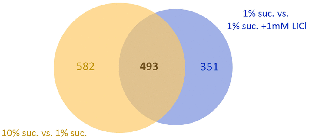 Supplementing 1 mM LiCl to the 1% sucrose diet mimics half of the transcriptional response to 10% dietary sucrose. The Venn diagram shows overlaps of two comparisons: 1. the genes whose transcript levels were altered by increasing the sugar concentration from 1% to 10% (yellow circle, total: 1075) and 2. genes whose transcript levels were altered by supplementation of 1 mM LiCl to the 1% sucrose diet (blue circle, total: 844). Both comparisons share an overlap of 493 co-regulated genes differentially expressed in female flies in response to both, sucrose or lithium (FDR p-value ≤ 0.05). Suc., sucrose.