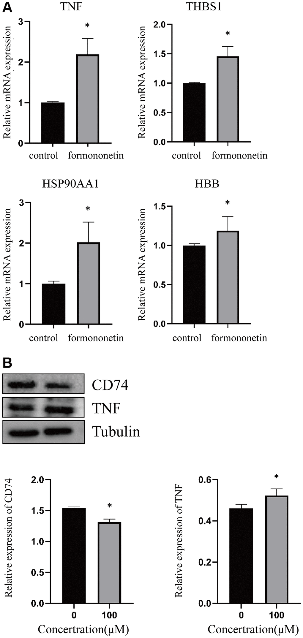 Formononetin altered the expression of its targets in prostate cancer cell line. (A) qPCR analysis showed that formononetin induced the expression of mRNA of TNF, THBS1, HSP90AA1, and HBB in prostate cancer cell. (B) Formononetin treatment also induced the protein level of TNF and reduced the protein level of CD74 in prostate cancer cell.