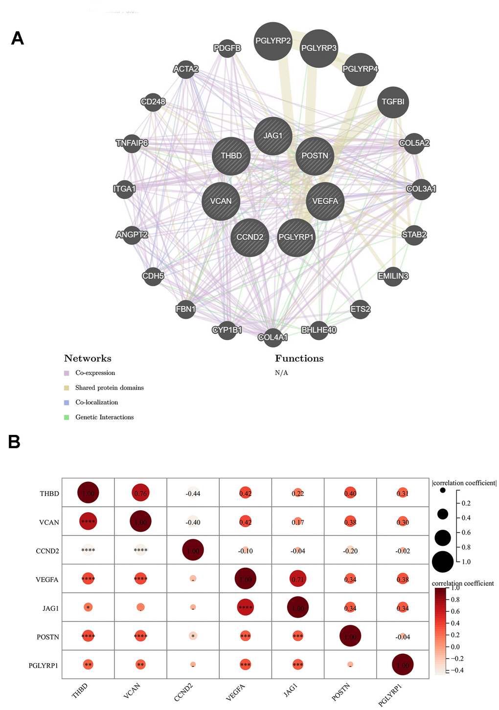 Relationship between 7 signature genes. (A) Genetics interaction networks of 7 signature ARGs based on GeneMANIA database. (B) Correlation analysis among 7 signature ARGs. *P P P 