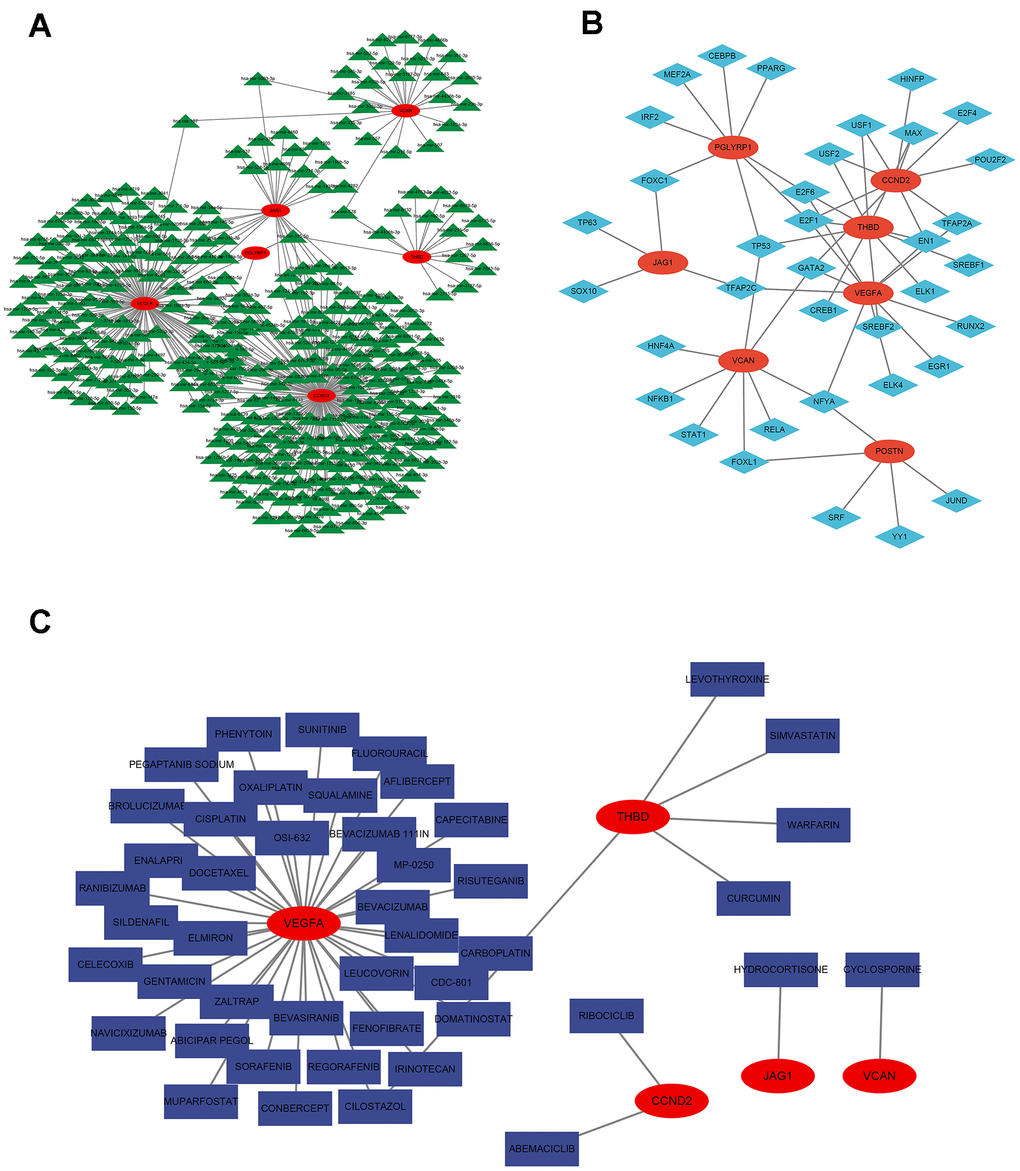 Regulatory network of 7 signature ARGs. (A) Network of miRNA-gene. (B) Network of transcription factor-gene. (C) Analysis of targeted drug prediction of signature ARGs.