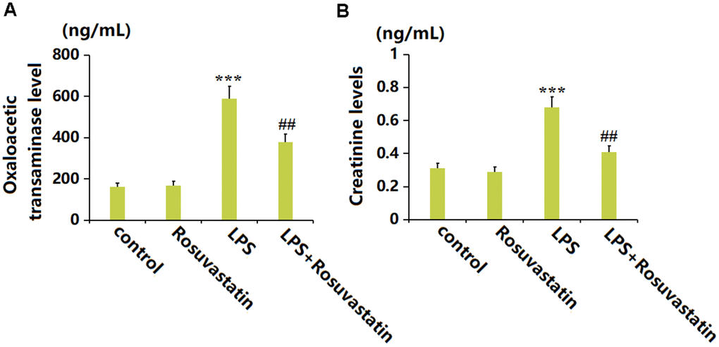 Rosuvastatin improved the hepatic and renal function in the sepsis animals. (A) The levels of Oxaloacetic transaminase; (B) The levels of Creatinine (n=8, ***, P