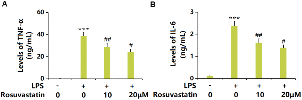 Rosuvastatin inhibited LPS-induced production of proinflammatory cytokines in RAW 264.7 macrophages. Cells were stimulated with LPS (10 ng/mL) with or without Rosuvastatin (10 and 20 μM) for 24 hours. (A) Levels of TNF-α; (B) Levels of IL-6 (n=8, ***, P