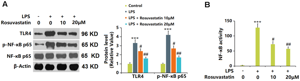 Rosuvastatin inhibited LPS-induced activation of NF-κB in RAW 264.7 macrophages. Cells were stimulated with LPS (10 ng/mL) with or without Rosuvastatin (10 and 20 μM) for 24 hours. (A) The levels of TLR4 and p-NF-κB p65 were measured by Western blot analysis; (B) NF-κB activity was measured using luciferase assays (n=8, ***, P