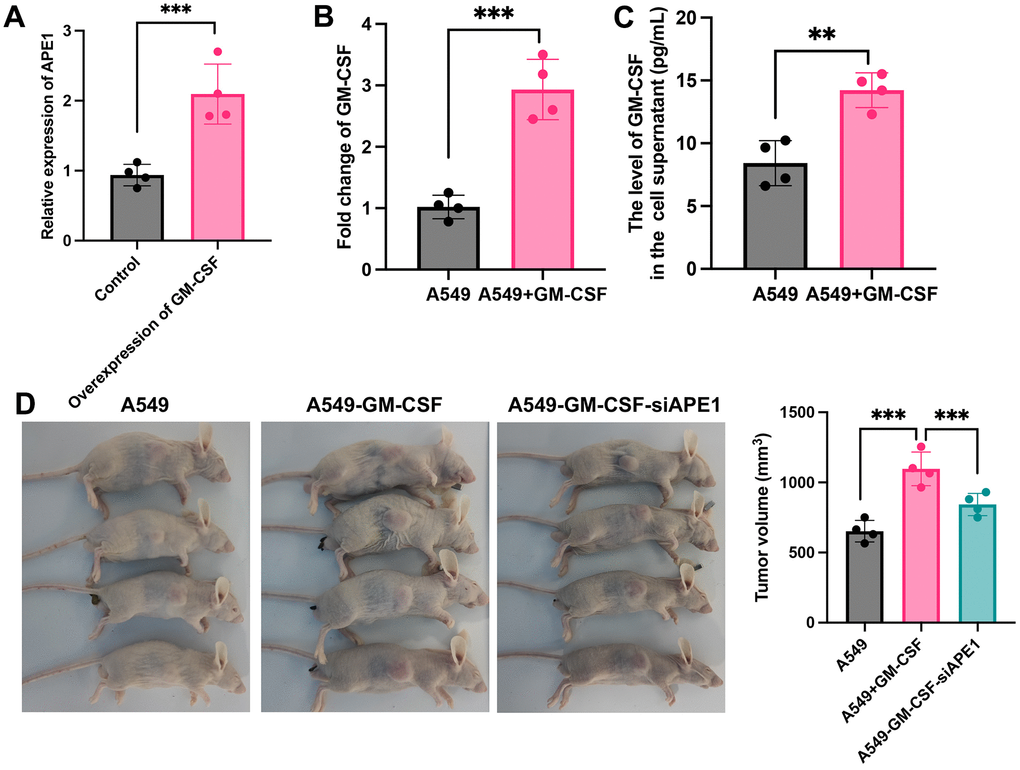 GM-CSF overexpression in A549 and tumor growth suppression by siAPE1. (A) Establishment of high GM-CSF expression in HBE cells (n=4); (B) Significant GM-CSF expression in cells after incubation with supernatant containing high levels of GM-CSF (n=4); (C) High GM-CSF expression in supernatant after incubation with supernatant containing high levels of GM-CSF (n=4); (D) Tumor growth inhibition by siAPE1 transfection compared with A549+GM-CSF group. **p 