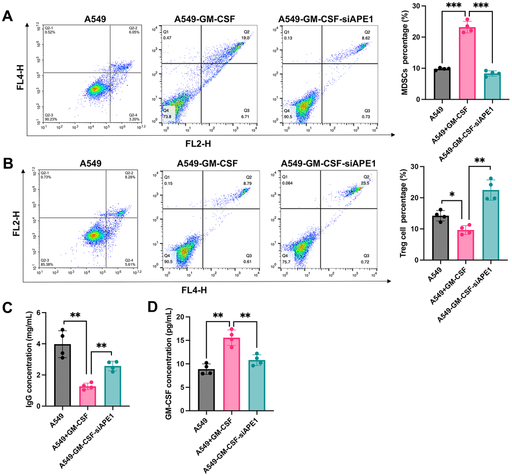 Knockdown of APE1 regulated the immune system of lung tumor mice. (A) Significant inhibition of MDSCs in the A549+GM-CSF-siAPE1 group compared to A549+GM-CSF; (B) Analysis of Treg cells by flow cytometry; (C) Analysis of IgG levels by ELISA; (D) Analysis of GM-CSF levels. *p 