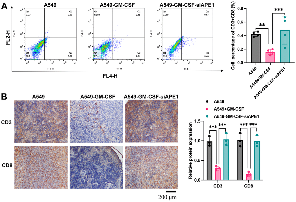 APE1 knockdown enhances CD3+ and CD8+ levels. (A) Analysis of CD3+ and CD8+ cells by flow cytometry; (B) Analysis of CD3+ and CD8+ cells by IHC staining. **p 