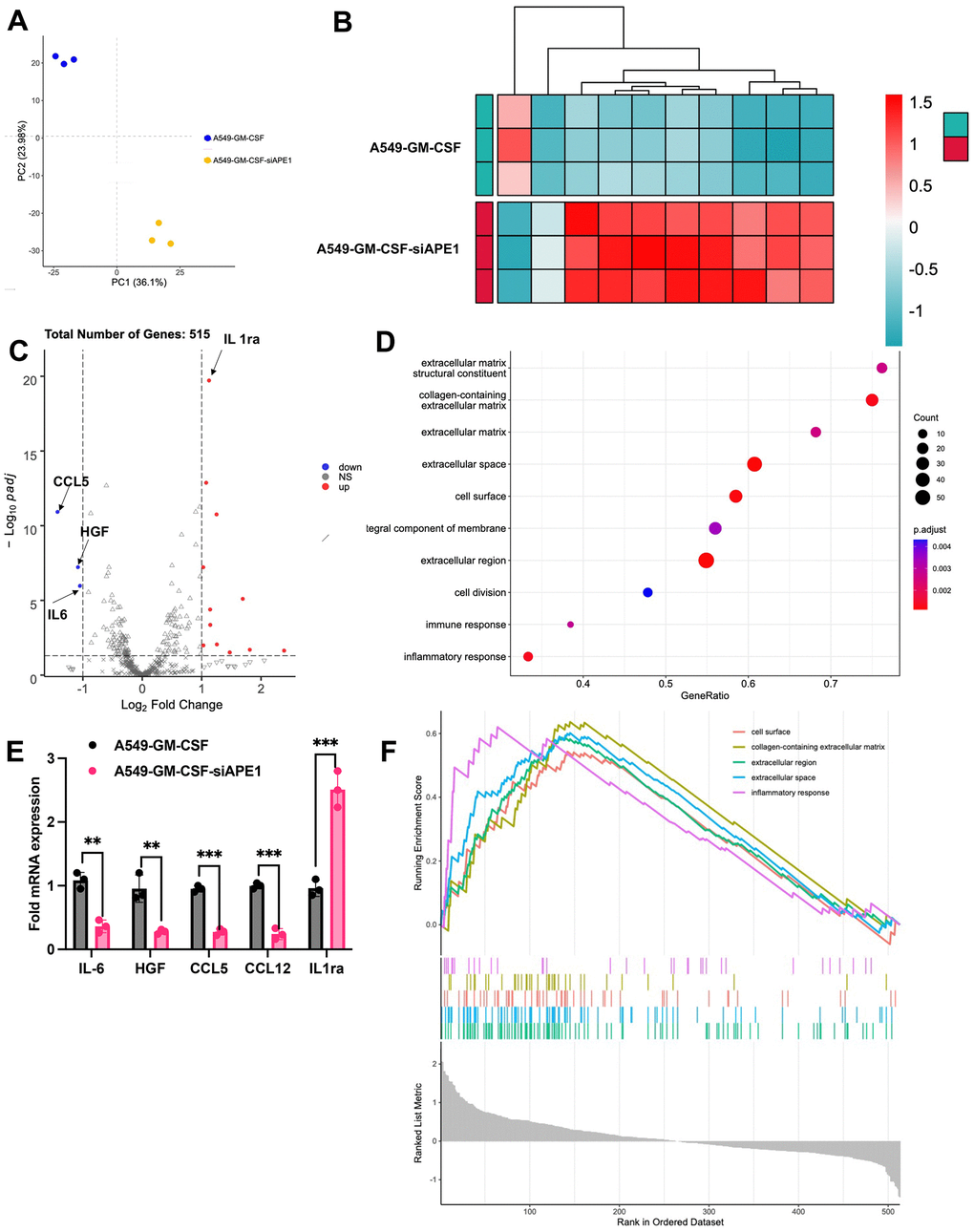 APE1 knockdown enhances anti-tumor immunity in subcutaneous A549 mouse model. (A) PCA analysis; (B, C) Analysis of differential expression genes; (D) KEGG pathway analysis; (E) Validation of MDSC-related cytokine expression by RT-PCR; (F) Summary of transcriptome analysis. **p 