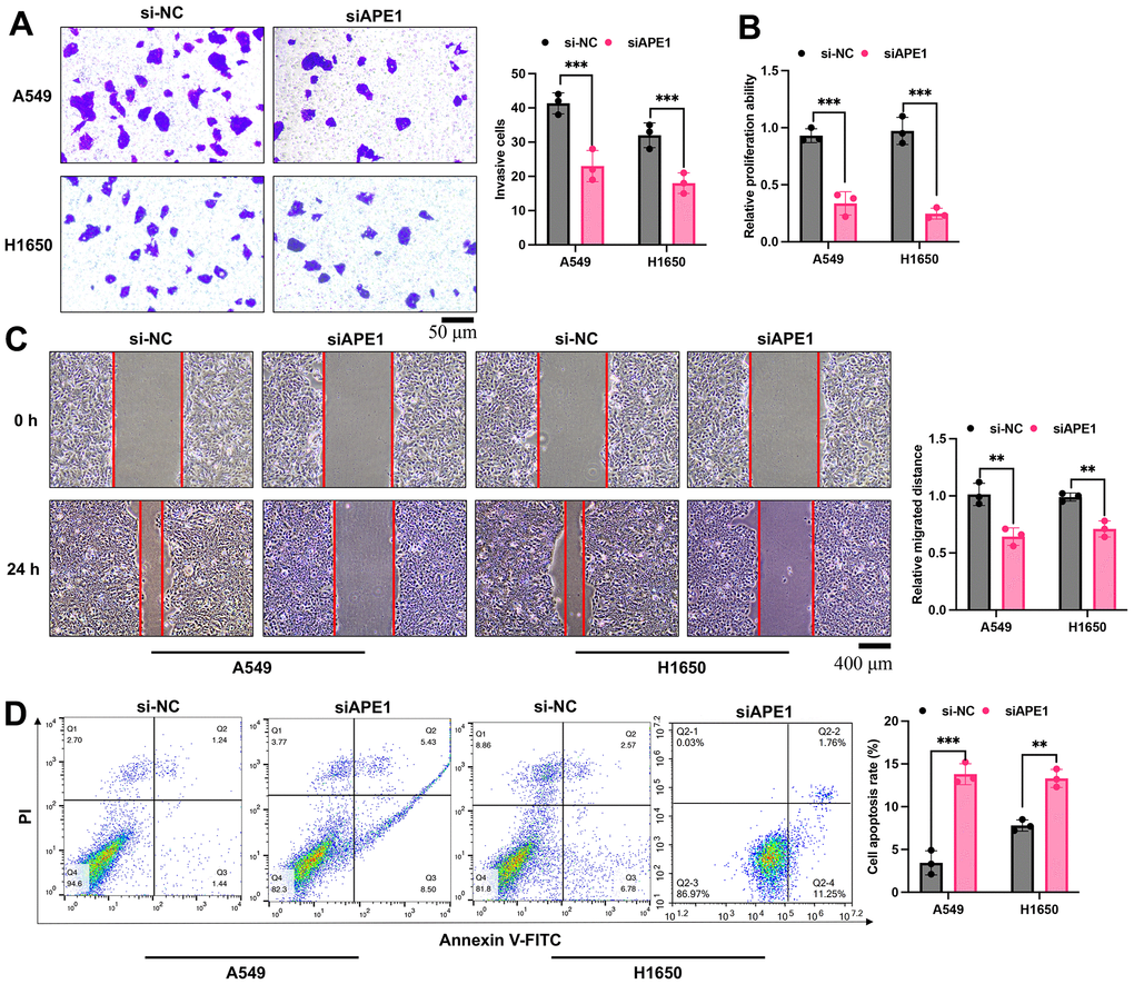 APE1 knockdown inhibits cell viability in A549 and H1650 cells. (A–D) Detection of cell invasion, proliferation, migration, and apoptosis by Transwell, CCK8, wound healing, and flow cytometry assays. **p 
