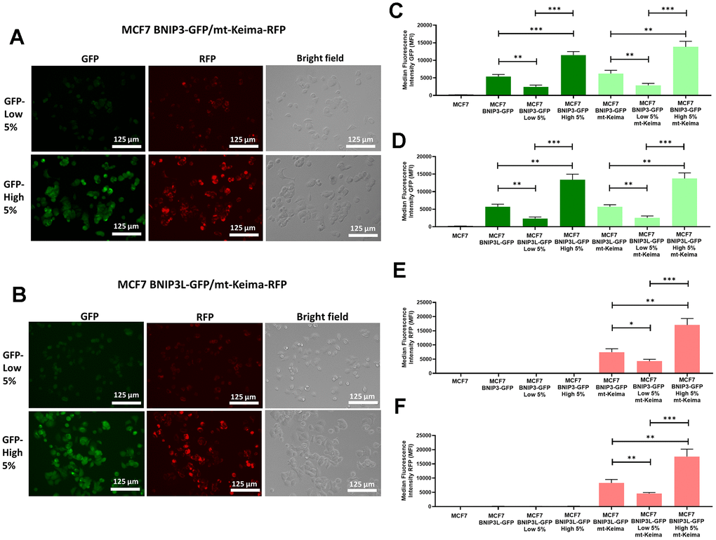 Assessment of basal mitophagy, using a mitochondrially-targeted red fluorescent protein (mt-Keima-RFP), in doubly-transfected MCF7-BNIP3-GFP and MCF7-BNIP3L-GFP cells. MCF7 cells stably-transduced with BNIP3(L)-GFP constructs were subjected to a second round of transfections, with a mt-Keima-HygroR construct to obtain two new cell lines cells, as follows: 1) MCF7 BNIP3-GFP/mt-Keima-RFP and 2) MCF7 BNIP3L-GFP/mt-Keima-RFP. Then, both cell lines were subjected to flow cytometry and sorted according their GFP levels, to isolate the 5% highest GFP (GFP-high) and the 5% lowest GFP (GFP-low) cell sub-populations. (A) Representative microscopic images of MCF7 BNIP3-GFP/mt-Keima-RFP cells, after sorting are shown. (B) Representative microscopic images of MCF7 BNIP3L-GFP/mt-Keima-RFP cells, after sorting are shown. Note that the green fluorescent signal from BNIP3(L)-GFP very tightly co-segregates visually with the red fluorescent signal from mt-Keima-RFP, an established pH-dependent marker of mitophagy. Corresponding quantitative analysis of this co-segregation by FACS is shown in panels (C–F) including various other controls, such as single transfectants and untransfected MCF7 cells. (C) GFP levels in MCF7 BNIP3-GFP cells and MCF7 BNIP3-GFP/mt-Keima-RFP cells after sorting for the 5% highest GFP (GFP-high) and the 5% lowest GFP (GFP-low) sub-populations. (D) GFP levels in MCF7 BNIP3L-GFP cells and MCF7 BNIP3L-GFP/mt-Keima-RFP cells after sorting for the 5% highest GFP (GFP-high) and the 5% lowest GFP (GFP-low) sub-populations. (E) RFP levels in MCF7 BNIP3-GFP cells and MCF7 BNIP3-GFP/mt-Keima-RFP cells after sorting for the 5% highest GFP (GFP-high) and the 5% lowest GFP (GFP-low) sub-populations. (F) RFP levels in MCF7 BNIP3L-GFP cells and MCF7 BNIP3L-GFP/mt-Keima-RFP cells after sorting for the 5% highest GFP (GFP-high) and the 5% lowest GFP (GFP-low) sub-populations. Note that the BNIP3(L)-GFP green signal quantitatively co-segregates with the red signal from mt-Keima-RFP, which is a well-established red fluorescent marker of mitochondria that are being digested within the low-pH/acidic micro-environment of the auto-lysosome/mito-lysosome. Data are shown as the mean ± standard deviation (SD) (n = 3). Statistical significance was determined using an unpaired Student’s t-test, * p ≤ 0.05, ** p ≤ 0.01, *** p ≤ 0.001.