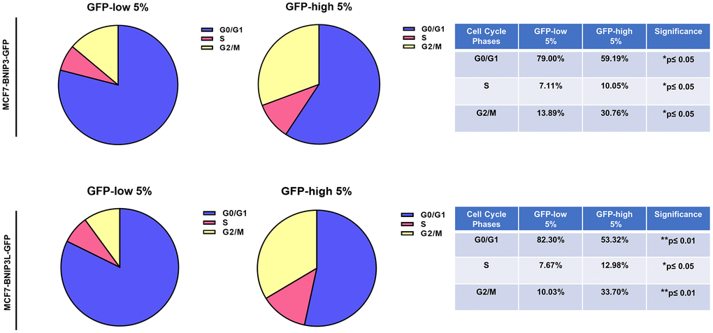 Cell cycle progression is elevated in BNIP3(L)-high MCF7 cells. MCF7 cells stably-transduced with the BNIP3(L)-GFP constructs were subjected to FACS sorting, to isolate the 5% highest GFP (GFP-high) and the 5% lowest GFP (GFP-low) sub-populations. Cell cycle progression was evaluated with propidium iodide by flow cytometry. The percentage of cells in G0/G1, S, and G2/M phases of the cell cycle are represented in the pie graphs. Data are shown as the mean ± standard deviation (SD) (n = 3). Statistical significance was determined using an unpaired Student’s t-test, *p ≤ 0.05, **p ≤ 0.01.