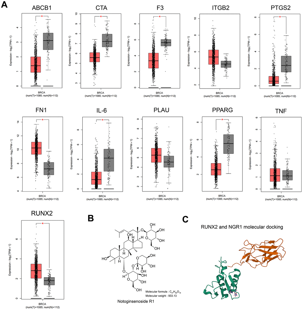 RUNX2 may be a predictive target of NGR1 in breast cancer. (A) Expression of 11 intersecting genes was examined in the TCGA database of breast cancer patients. (B) NGR1 drug structural formula and relative molecular mass. (C) NGR1 molecular docking with RUNX2.