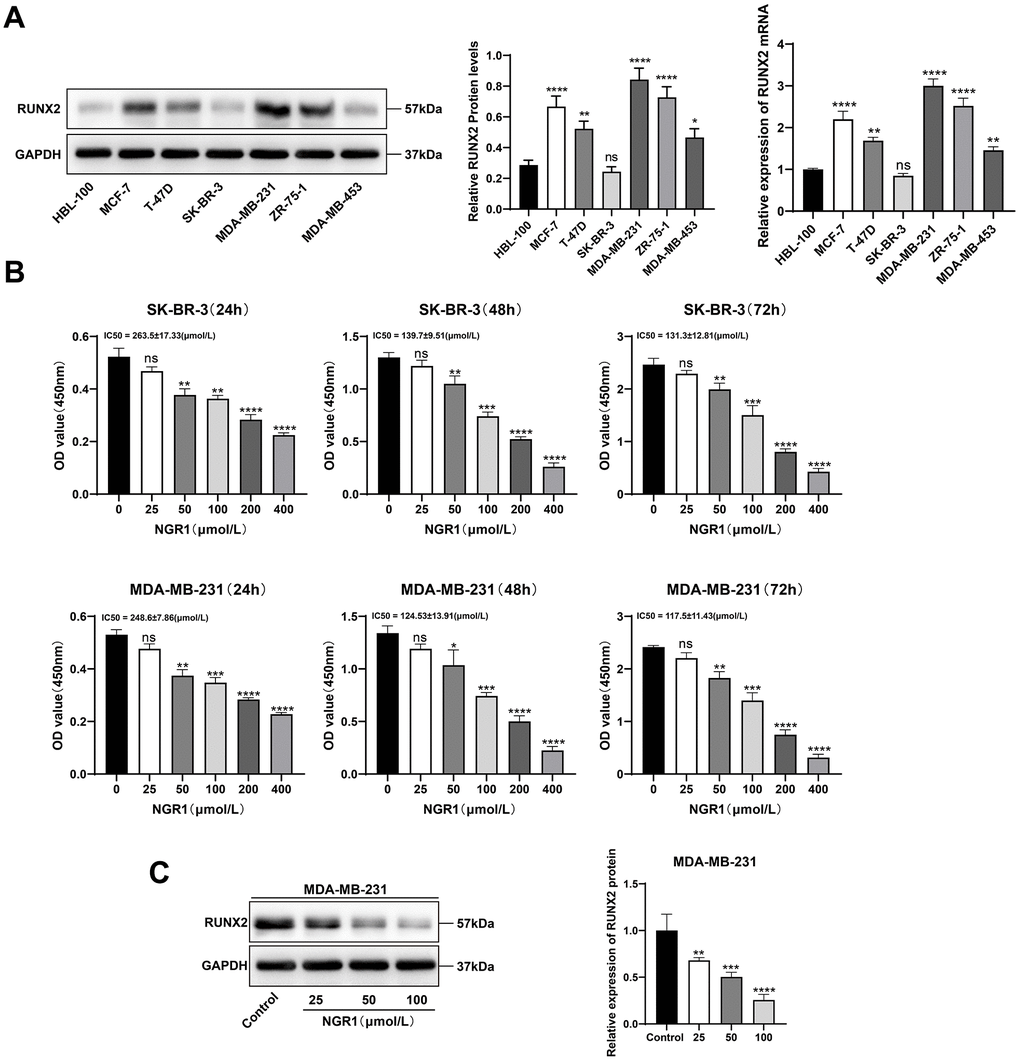 NGR1 inhibits breast cancer cell viability and RUNX2 expression. (A) The expression levels of RUNX2 protein and mRNA in HBL-100 and different breast cancer cell lines were detected by Western blot assay. (B) Changes in cell viability were detected by CCK8 assay after different concentrations of NGR1 (25, 50, 100, 200, 400 μmol/L) were treated with SK-BR-3 and MDA-MB-231 cells for 24 h, 48 h, and 72 h, respectively. (C) Western blot detection of RUNX2 protein after treatment of MDA-MB-231 cells with different concentrations of NGR1 (25, 50, 100 μmol/L) for 48 h. (* P ** P *** P **** P 