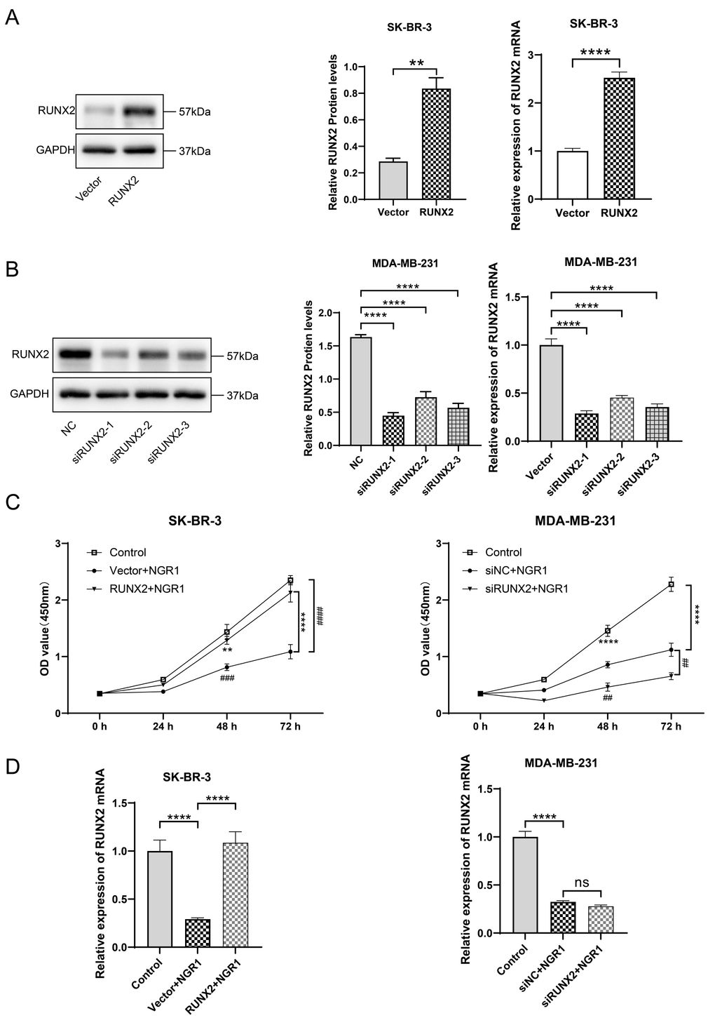 NGR1 inhibits breast cancer cell proliferation by down-regulating RUNX2 protein expression. (A) After transfection of overexpression RUNX2 plasmid (2 μg/mL) in SK-BR-3 cells for 48 h, the expression of RUNX2 protein and mRNA was detected by Western blot and QPCR assay. (B) After transfection of siRNA (100 nmol/L) in MDA-MB-231 cells for 48 h, the expression of RUNX2 protein and mRNA expression. (C) Breast cancer cells were transfected with overexpression plasmid and siRNA for 48 h of incubation, followed by NGR1 treatment for 24 h, 48 h, and 72 h. Changes in cell viability were detected by CCK8 assay. (D) Expression levels of RUNX2 mRNA were detected by QPCR assay to examine the expression levels of RUNX2 mRNA in breast cancer cell lines. (* P ** P *** P **** P # P ## P ### P #### P 