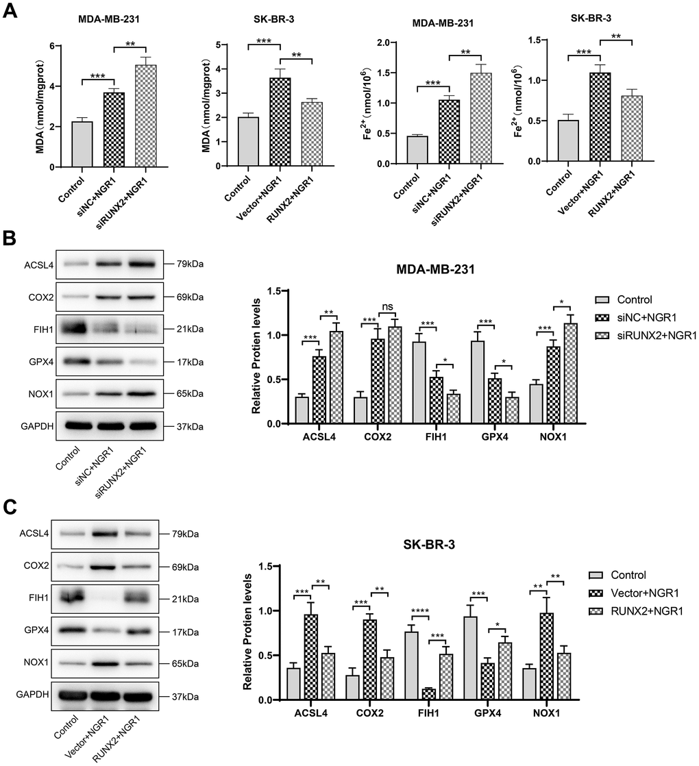 NGR1 induces ferroptosis in breast cancer cells by down-regulating RUNX2. (A) Changes in the concentration of MDA and Fe2+ in MDA-MB-23 and SK-BR-3 cells were detected after NGR1 treatment. (B, C) Changes in the expression of ACSL4, COX2, FIH1, GPX4, and NOX1 proteins were detected by Western blot in MDA-MB-231 and SK-BR-3 cells. (* P ** P *** P **** P 