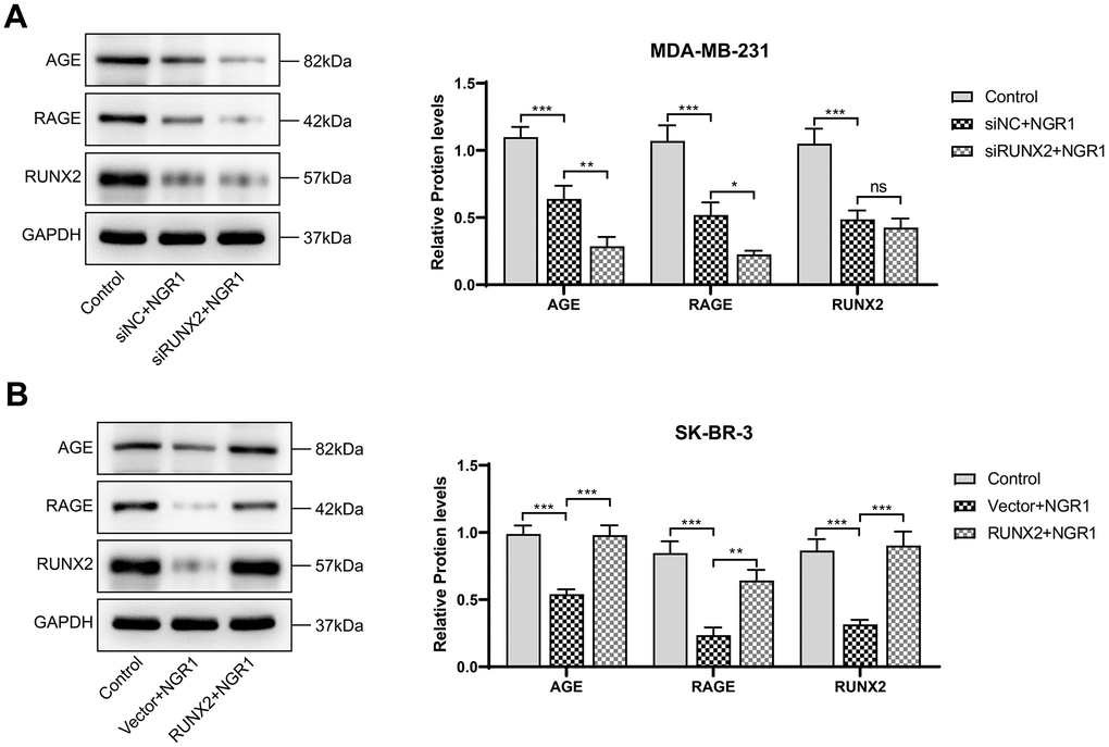 NGR1 inhibits AGE-RAGE pathway activation by down-regulating RUNX2. (A, B) Changes in the expression of AGE, RAGE, and RUNX2 proteins in MDA-MB-231 and SK-BR-3 cells were detected by Western blot assay. (* P ** P *** P **** P 