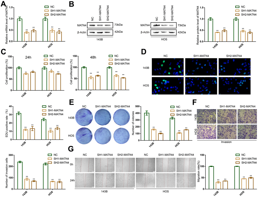 MATN4 knockdown significantly inhibited proliferation, migration and invasion abilities of OS cells under normoxia. (A, B) Confirmation of MATN4 knockdown by RT-qPCR and western blotting in 143B and HOS cells. (C, D) CCK-8 and EDU staining assays were performed to detect the proliferation ability of sh-scramble and SH-MATN4 OS cells at 24h and 48h. (E) Colony formation assays were performed in sh-scramble and SH-MATN4 OS cells. (F) Transwell assays were performed to detect invasion ability of OS cells after MATN4 knockdown. (G) Wound healing assays were used to detect migration ability of OS cells after MATN4 knockdown. *, p 