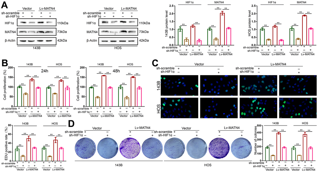Knockdown of HIF-1α reduced the promoting effects on proliferation of OS cell induced by MATN4 overexpression. (A) Protein expression of HIF-1α and MATN4 were detected by western blotting in each group cells under hypoxia. (B, C) CCK-8 and EDU assays were used to detect the proliferation ability in each group cells under hypoxia. (D) Colony formation assays were used to detect the colony formation ability in each group cells under hypoxia. *, p 