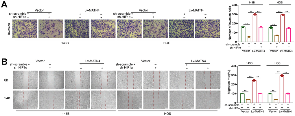 Knockdown of HIF-1α reduced the promoting effects on migration and invasion of OS cell induced by MATN4 overexpression. (A) Transwell assays were used to detect the invasion ability in each group cells under hypoxia. (B) Wound healing assays were used to detect the invasion ability in each group cells under hypoxia. *, p 