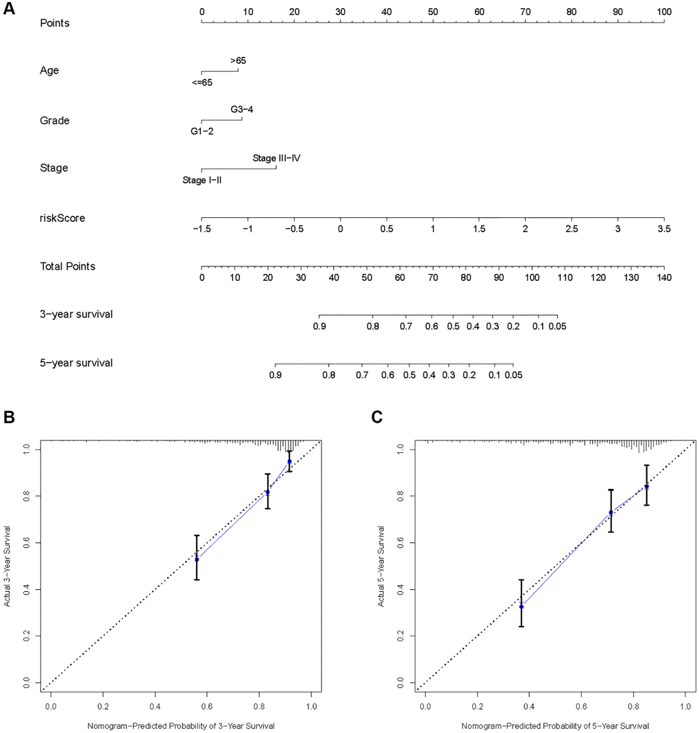 Construction of a risk score-based prognostic model for KIRC. (A) Construction of a risk score-based nomogram for predicting 3- and 5-year OS in KIRC samples. (B, C) Calibration curves to determine the performance of nomogram to predict 3- and 5-year OS in KIRC samples.