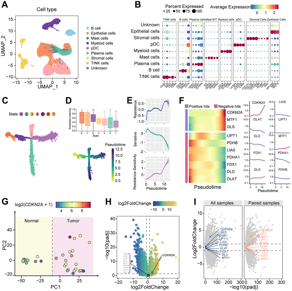 Dynamic alterations of cuproptosis characteristics. (A) UMAP dimension reduction plots showing cell clusters identified by scRNAseq. (B) Expression of marker genes of different cell clusters. (C) Evolution trajectory of tumor epithelial cells, which are divided into seven states. (D) TOP: CytoTRACE predicts the evolutionary stage of each state. Bottom: pseudotime in the evolutionary trajectory. (E) Shaded line plot indicating the resistance score, sensitivity score, and the difference between the two for cuproptosis in tumor epithelium along pseudotime. (F) Heatmap and line plot showing cuproptosis-related genes arranged in pseudotime. (G) PCA map of the cell count matrix obtained from pseudobulk analysis. (H) Differential gene expression analysis of genes obtained from pseudobulk analysis. (I) Differential gene analysis between tumor and normal samples, as well as between tumor and paired samples, using the TCGA colorectal cancer cohort.