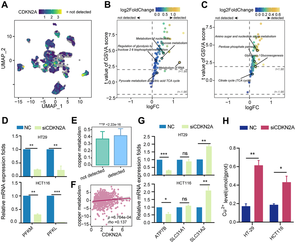 The impact of CDKN2A on energy metabolism, copper metabolism, and copper ion transportation. (A) UMAP dimension reduction plots of colorectal cancer epithelium cells showing the expression level of CDKN2A, with color depth representing the level of CDKN2A expression and gray indicating undetected CDKN2A expression. (B) Reactome metabolic pathways for different CDKN2A expression levels in tumor epithelium cells. (C) KEGG metabolic pathways for different CDKN2A expression levels in tumor epithelium cells. (D) Knockdown of CDKN2A leads to a decrease in the mRNA expression levels of phosphofructokinase-1 genes (PFKM, PFKL) in CRC cell lines. (E) Comparison of copper metabolism scores among different CDKN2A expression groups in tumor epithelial cells. ***P F) A scatter plot was generated to illustrate the correlation between CDKN2A expression and copper metabolism in the TCGA cohort. (G) qRT-PCR was utilized to examine the impact of CDKN2A knockdown on the mRNA transcriptional levels of copper transporters (SLC31A1, SLC31A2, ATP7B) in CRC cell lines. (H) Knocking out CDKN2A increases the intracellular copper ion concentration. ns represents no significance; *P P P 