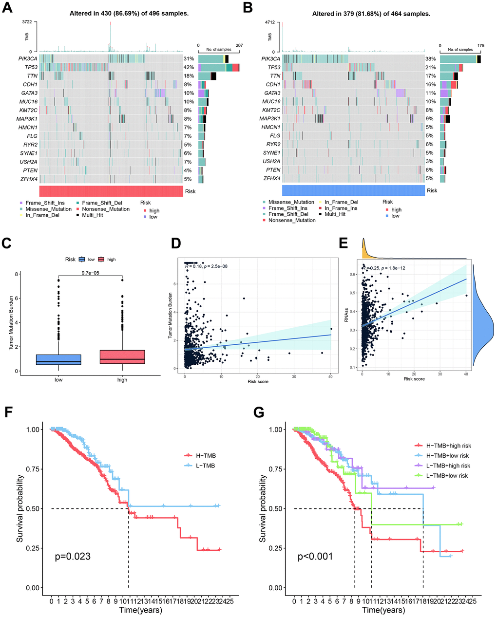 Comparative analysis of somatic mutation rates and influencing factors in high and low-risk groups. (A, B) Comprehensive assessment was undertaken to discern disparities in somatic mutations between the high and low-risk groups. (C) Observable distinctions in tumor mutation burden (TMB) were noted between the high and low-risk groups, signifying variations in the mutational landscape. (D) Investigation into the relationship between TMB and risk scores yielded insights into the connection between mutational burden and breast cancer risk. (E) Examination of the correlation between risk scores and cancer stem cells (CSCs) provided illumination on the potential involvement of CSCs in breast cancer risk. (F) Comparative analysis of survival curves over time between high and low tumor mutation burdens elucidated the impact of mutational burden on patient survival. (G) Survival curves over time were scrutinized for different combinations of tumor mutation burdens and risk scores, emphasizing the synergistic effect of mutational burden and risk scores on patient prognosis.