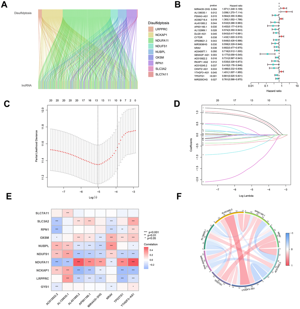 Construction and evaluation of a predictive model for disease onset. (A) A co-expression analysis was executed to explore the intricate interplay between genes associated with disulfidptosis and pivotal lncRNAs, forming the cornerstone of our model. (B) Univariate Cox analysis was employed to pinpoint differentially expressed lncRNAs and assess their correlation with high- and low-risk cohorts. (C) Utilizing the LASSO algorithm, integrated with 10-fold cross-validation, we identified the most significant lncRNAs linked to disulfidptosis. (D) The coefficients obtained from the LASSO algorithm were scrutinized to establish the foundation for our predictive disease model. (E) A correlation heatmap was generated to delve deeper into the intricate relationships between the selected lncRNAs and disulfidptosis-related genes. (F) Subsequent analysis of the interconnections among the chosen lncRNAs provided valuable insights into the underlying mechanisms of disulfidptosis.