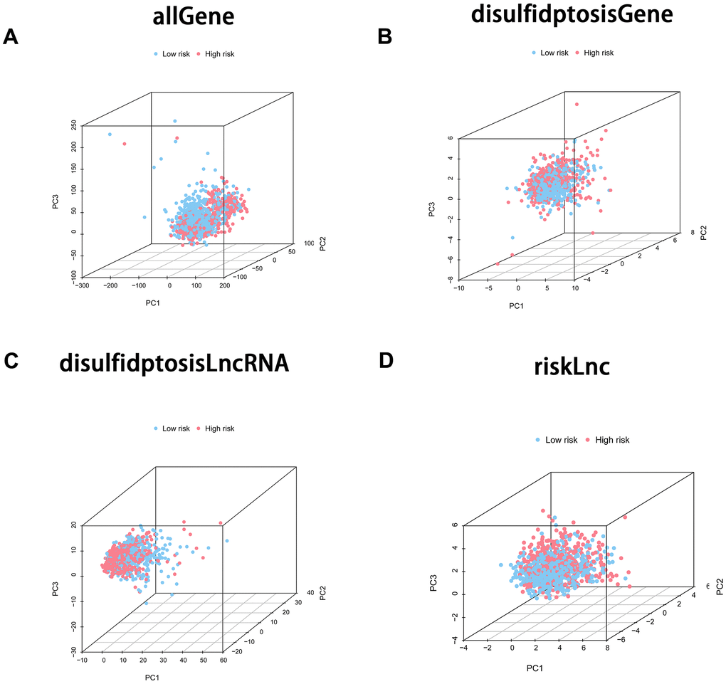 Principal component analysis (PCA) was employed to scrutinize the differentiation between the high-risk and low-risk groups employing diverse gene sets. The four PCA plots depict the sample distribution within the corresponding risk groups based on distinct gene sets: (A) incorporating all genes, (B) comprising disulfidptosis-associated genes, (C) encompassing disulfidptosis-associated lncRNAs, and (D) involving model lncRNAs. The PCA analysis sought to appraise the unique clustering patterns and the potential discriminatory efficacy of these gene sets in distinguishing high-risk from low-risk groups.