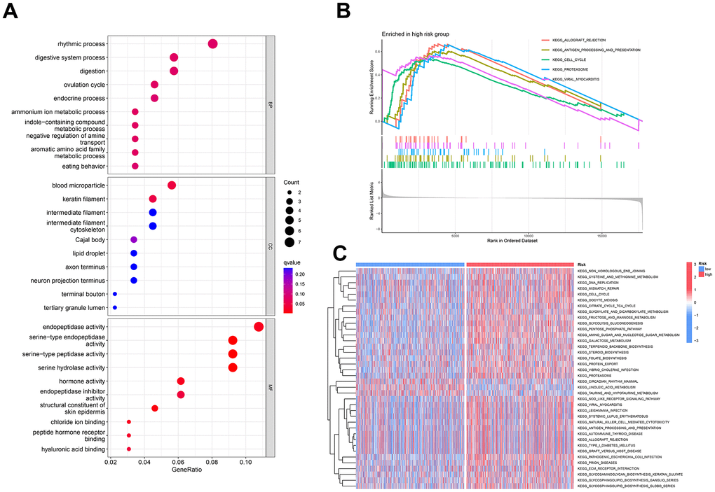 Enrichment analysis of prognostic markers in breast cancer patients. (A) Illustrates the pathway enrichment of differentially expressed genes concerning cellular components, molecular functions, and biological processes. (B) GSEA enrichment analysis reveals five upregulated functional pathways. (C) GSVA is employed to analyze the differential expression of various KEGG pathways between the two risk groups.