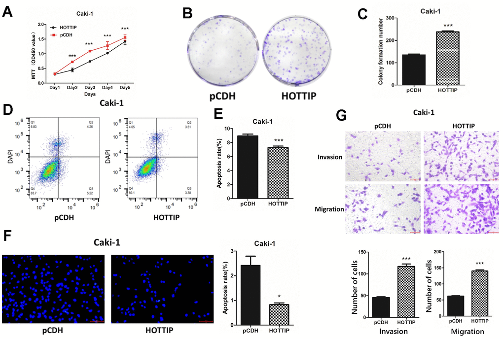 Over-expression of lncRNA-HOTTIP increases the proliferation, invasion, and migration of RCC. (A) The proliferation capacity of Caki-1-HOTTIP cells was enhanced by MTT compared with Caki-1-pCDH; (B, C) The proliferation capacity of Caki-1-HOTTIP cells was enhanced compared with that of Caki-1-pCDH cells by plate cloning assay; (D, E) The apoptosis of Caki-1-HOTTIP cells was decreased compared with Caki-1-HOTTIP cells by flow cytometry assay. (F) Hoechst apoptosis assay showed that the apoptosis of Caki-1-HOTTIP cells was weaker than that of Caki-1-pCDH cells. (G) Transwell test showed that the invasion and migration ability of Caki-1-HOTTIP cells were enhanced compared with Caki-1-pCDH cells.