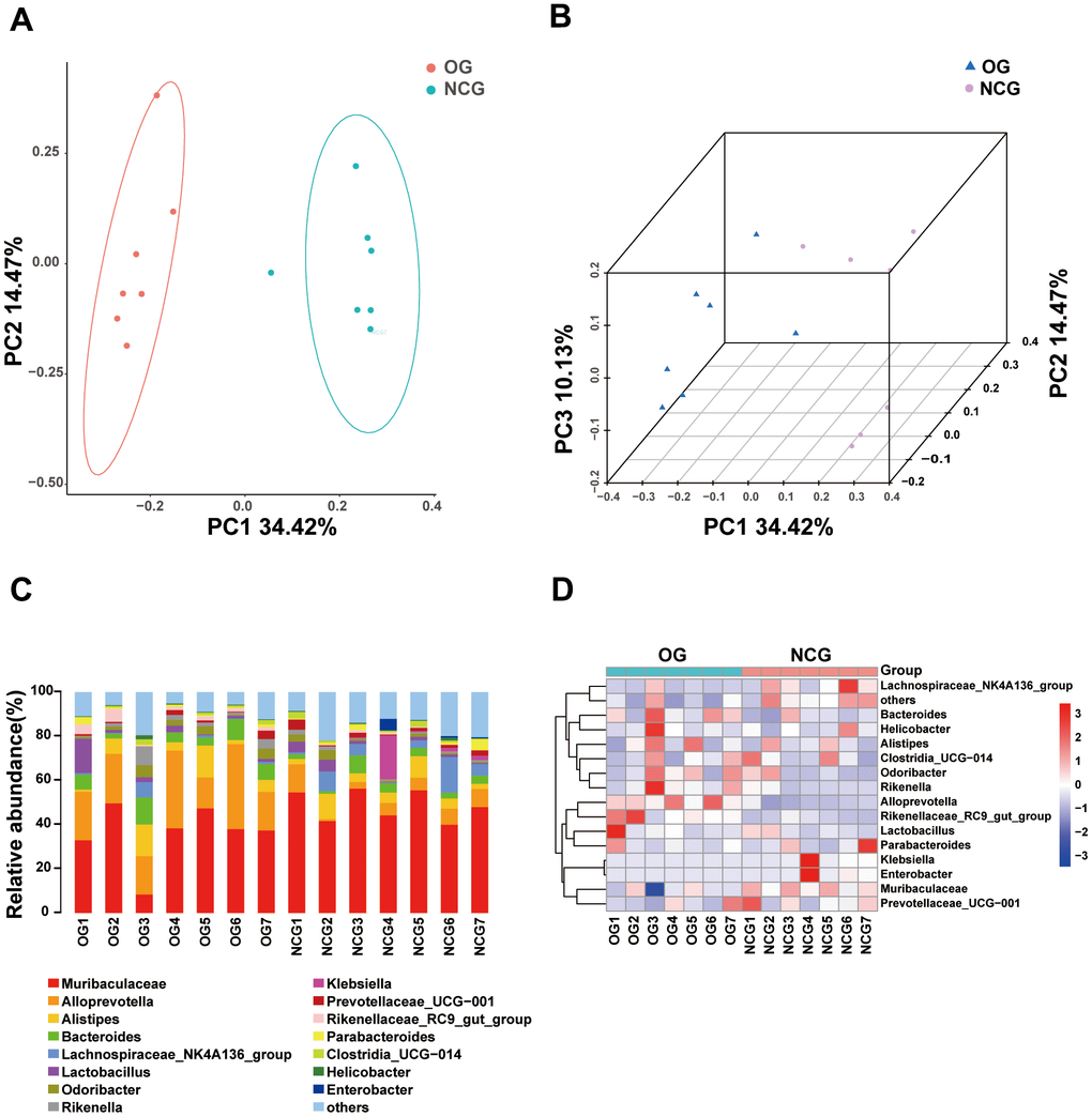 (A) Two-dimensional principal coordinate analysis (PCA) model of gut microbiota. NCG: green, OG: orange. (B) Two-dimensional PCA of gut microbiota. NCG: purple, OS: blue. (C) Stacked bar chart of the abundance of microbes at the genus level. (D) Heatmap of the abundance of microbes at the genus level. n = 7.