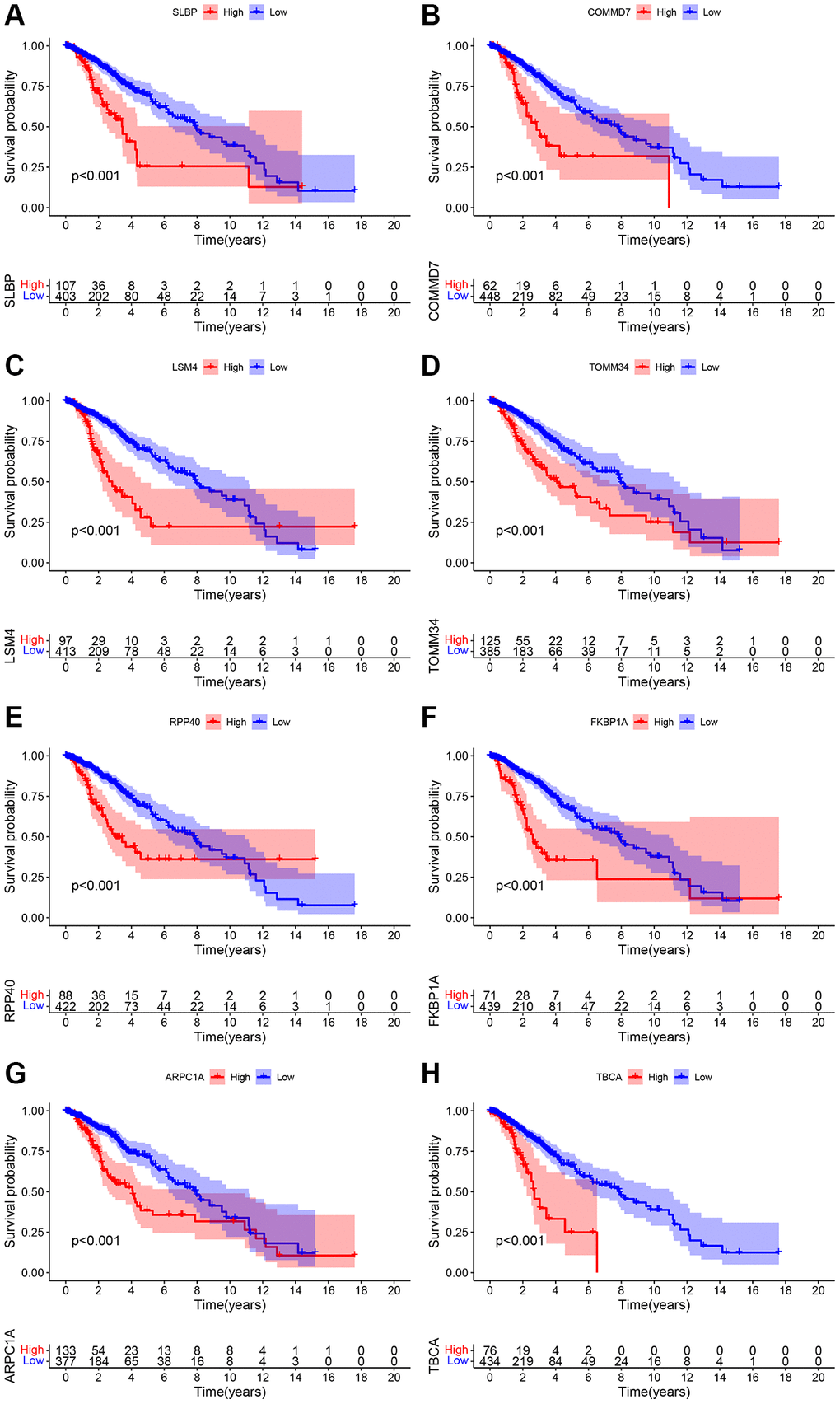 (A–H) Overall survival analysis pertinent to the mitochondrial-related eight genes include SLBP, COMMD7, LSM4, TOMM34, RPP40, FKBP1A, ARPC1A, and TBCA and their expression data and prognostic information of the TCGA database.